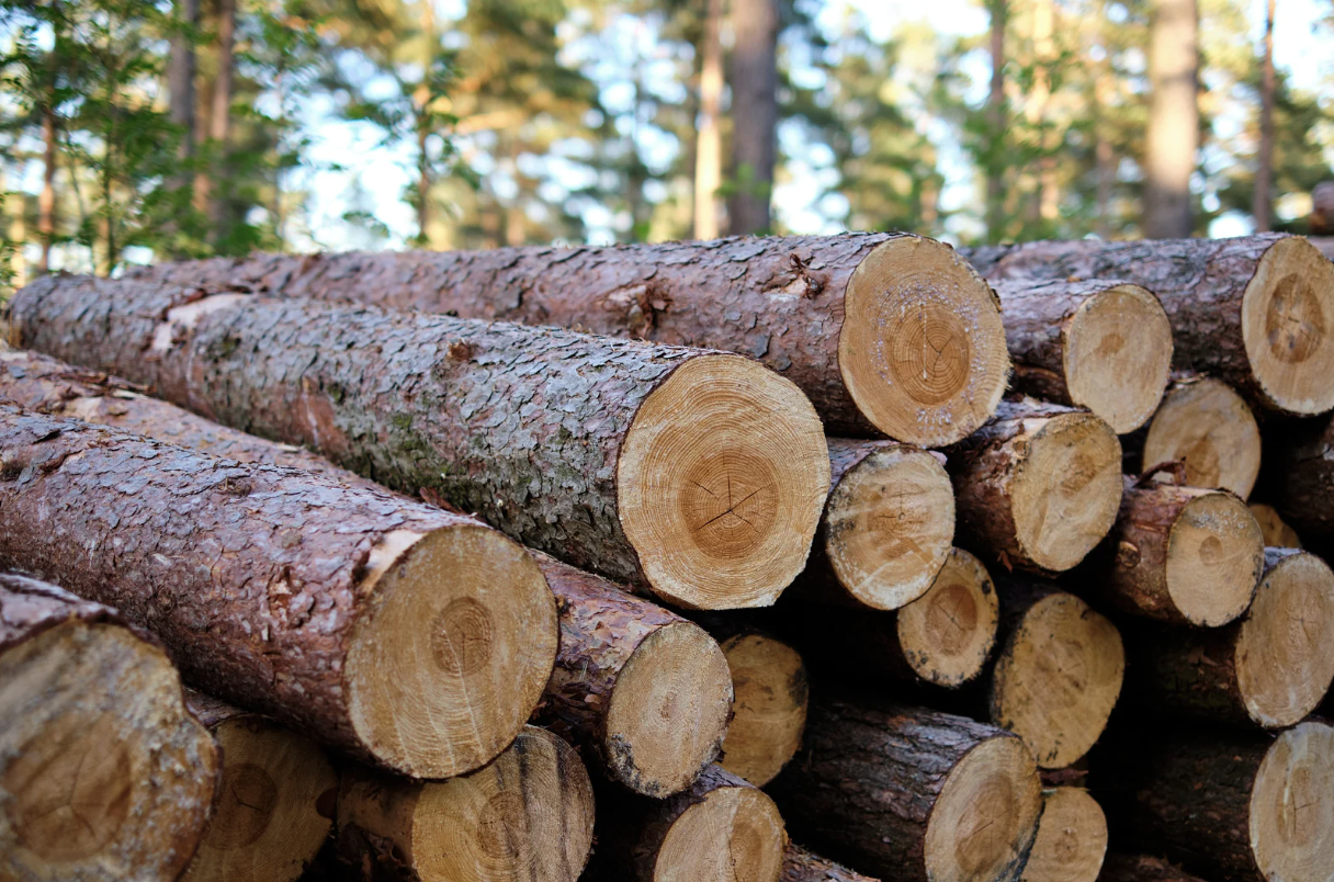 Hay pega en Maderas Arauco: ofrecen sueldo líquido de $630 mil y no exigen experiencia